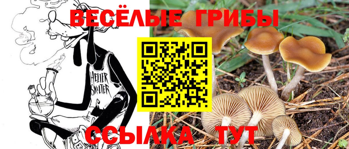 Зерноград  что такое   Вход с VPN  Галлюциногенные грибы Magic Shrooms 